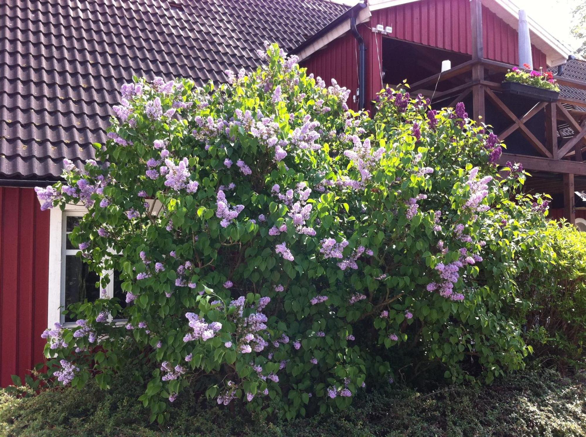 Mattisgarden Bed & Breakfast Эстра-Юнгбю Экстерьер фото